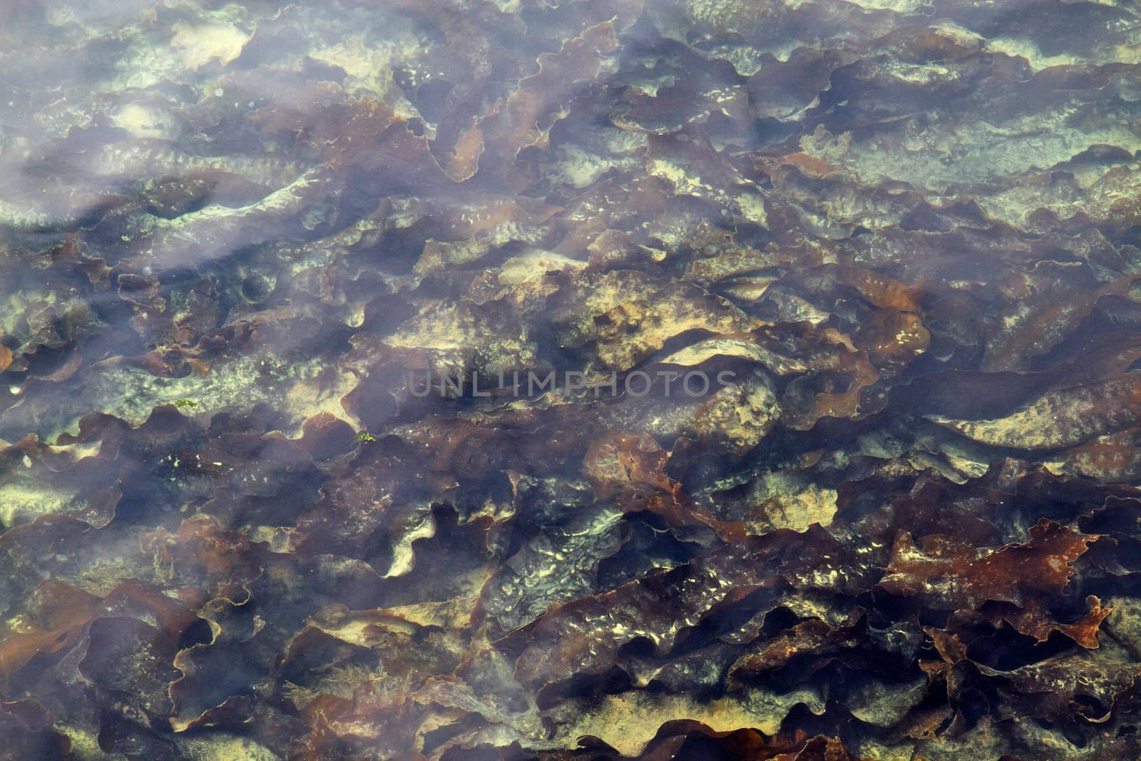 Sea weed reflections by bobkeenan