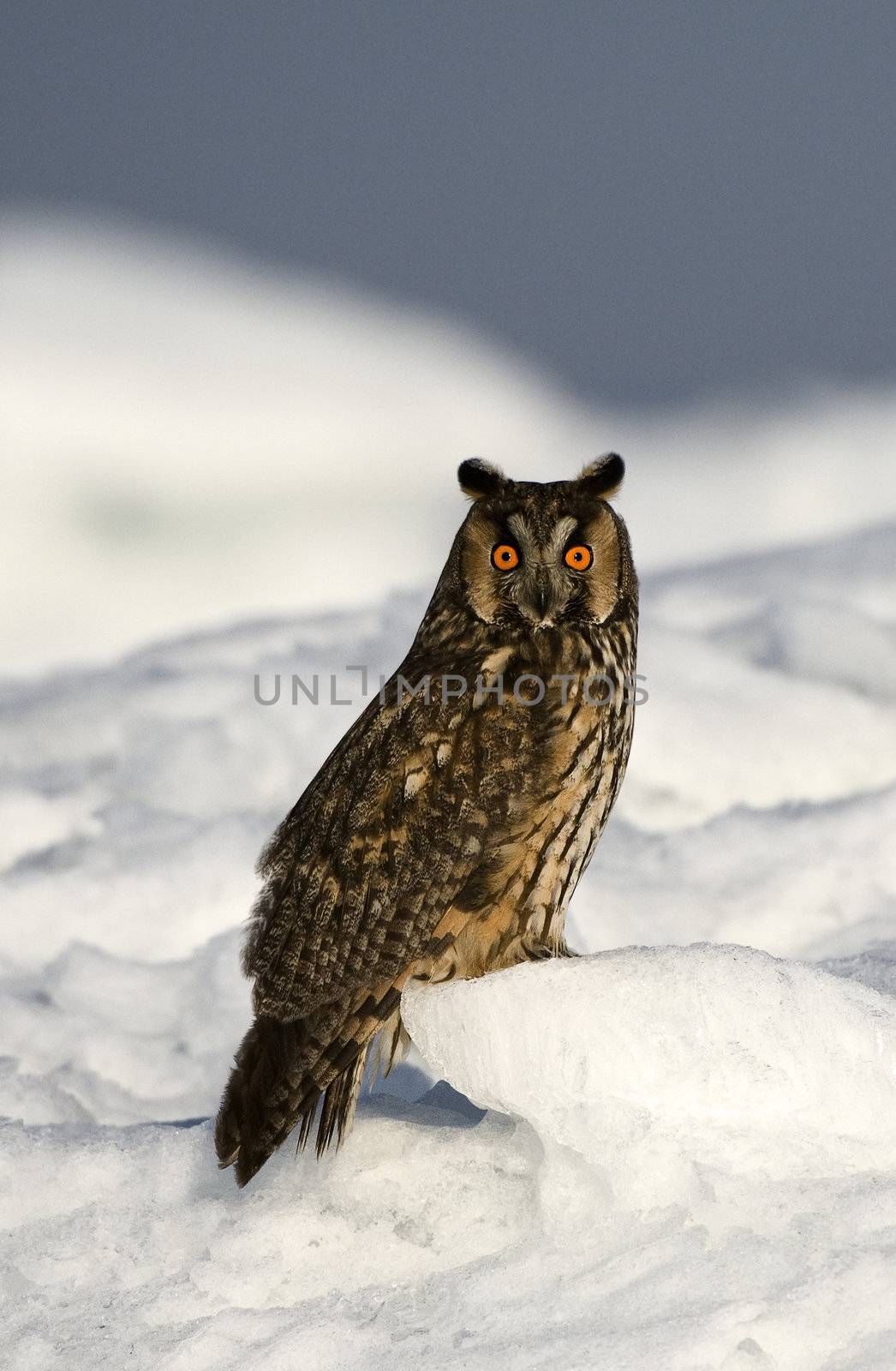 Asio otus. Russia. Ladoga Lake.The Long-eared Owl - Asio otus (previously: Strix otus) is a species of owl which breeds in Europe, Asia, and North America.