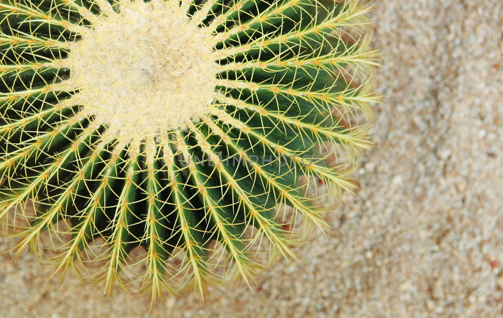 cactus , echinocactus grusonii, golden barrel cactus