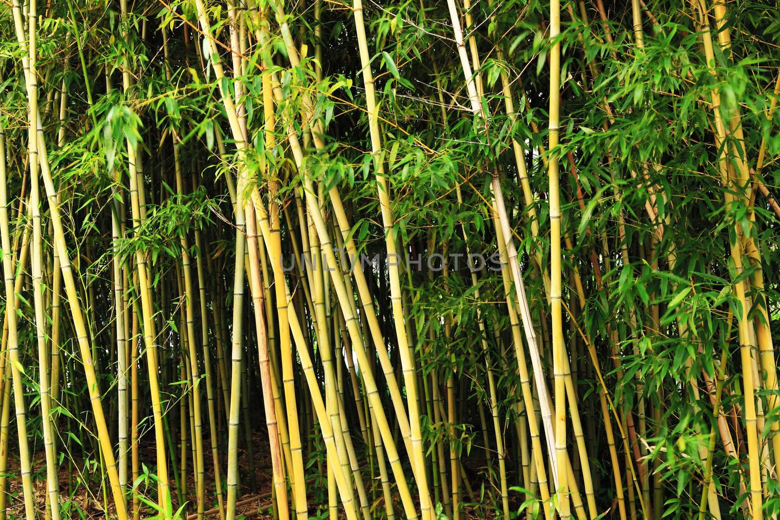bamboo forest