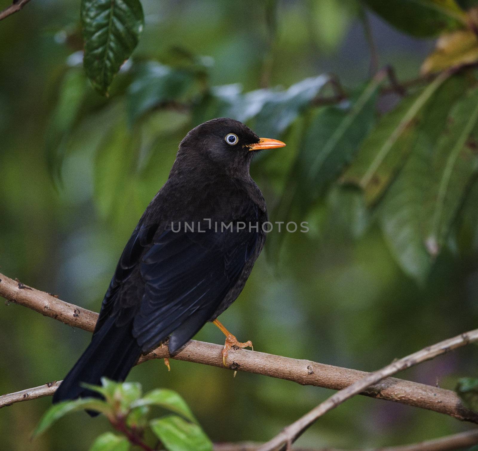 The Sooty Thrush. (Turdus nigrescens) is a large thrush endemic to the highlands of Costa Rica and western Panama.