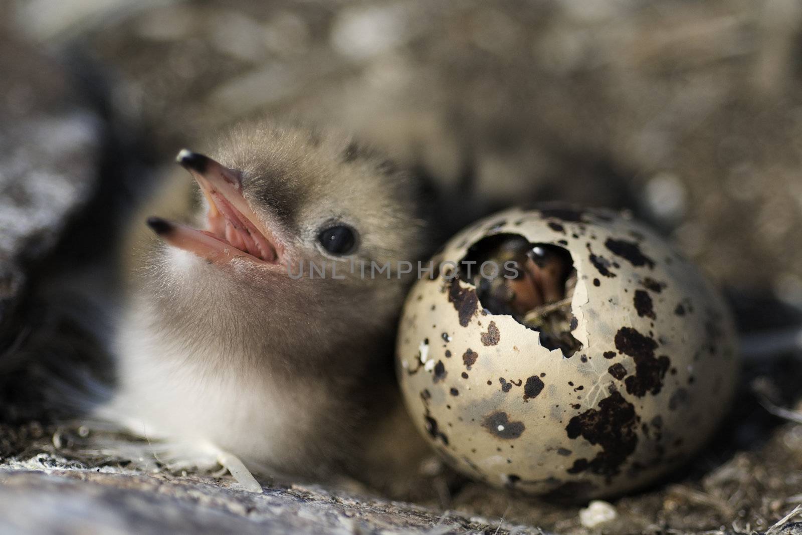 Just hatching baby bird. by SURZ