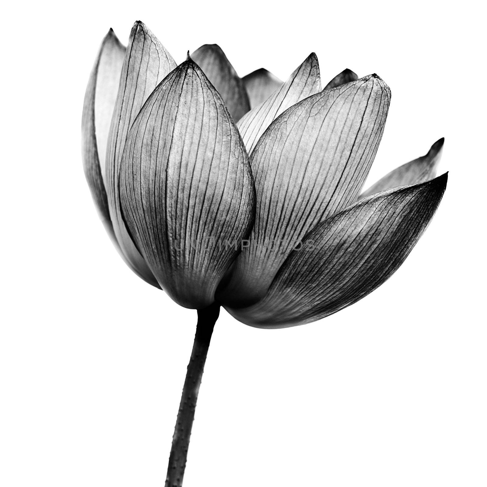 lotus by elwynn