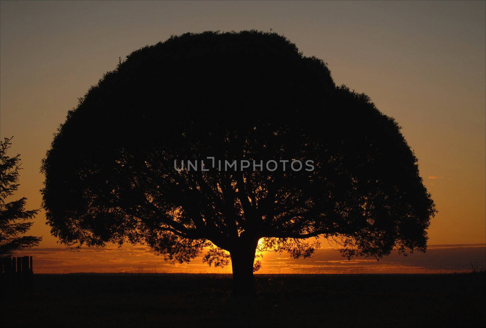Tree crone on a sunset. by SURZ