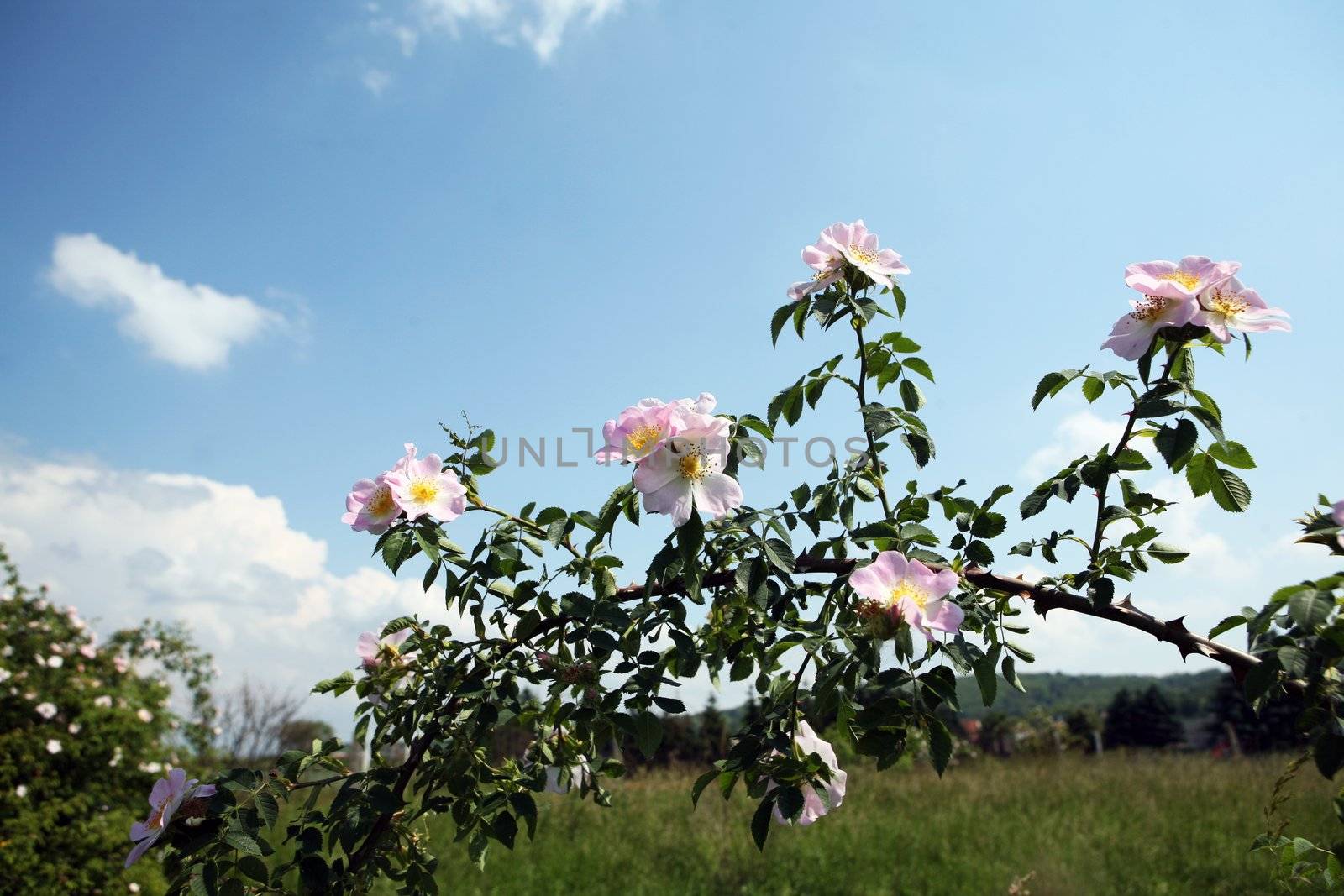 Wild growing roses on blue sky backround