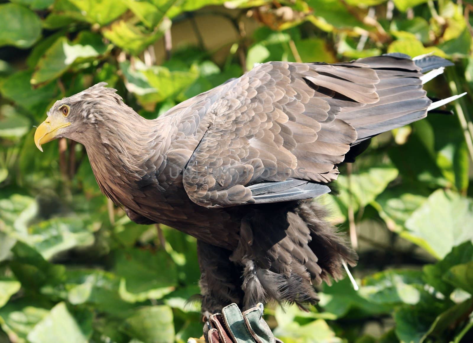 Brown eagle taking off from trainer's hand