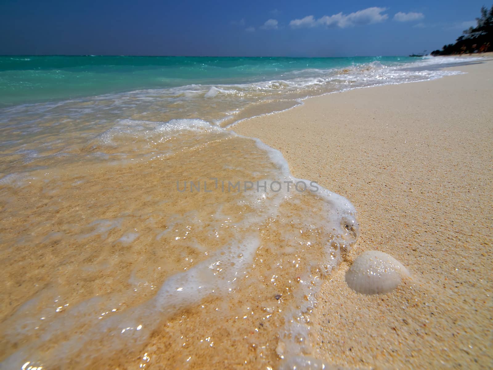 White shell on a sand beach. Wide angele shot