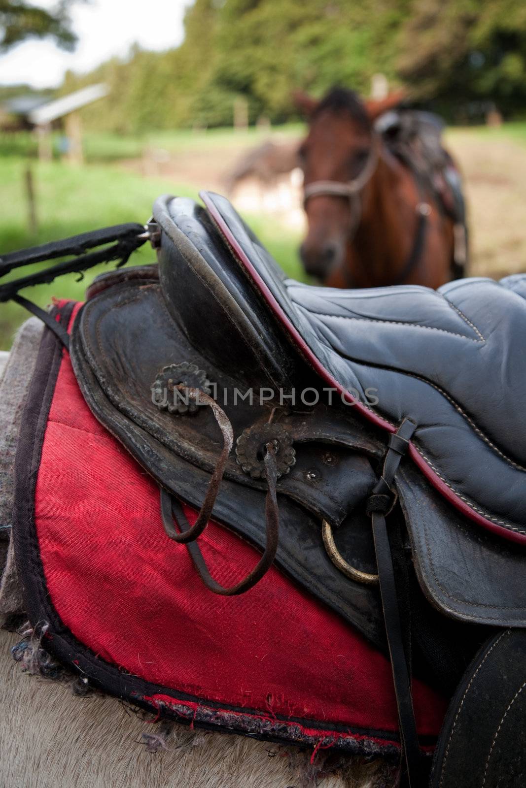 Detail of saddle on horse maintained for tourist riders in Costa Rica
