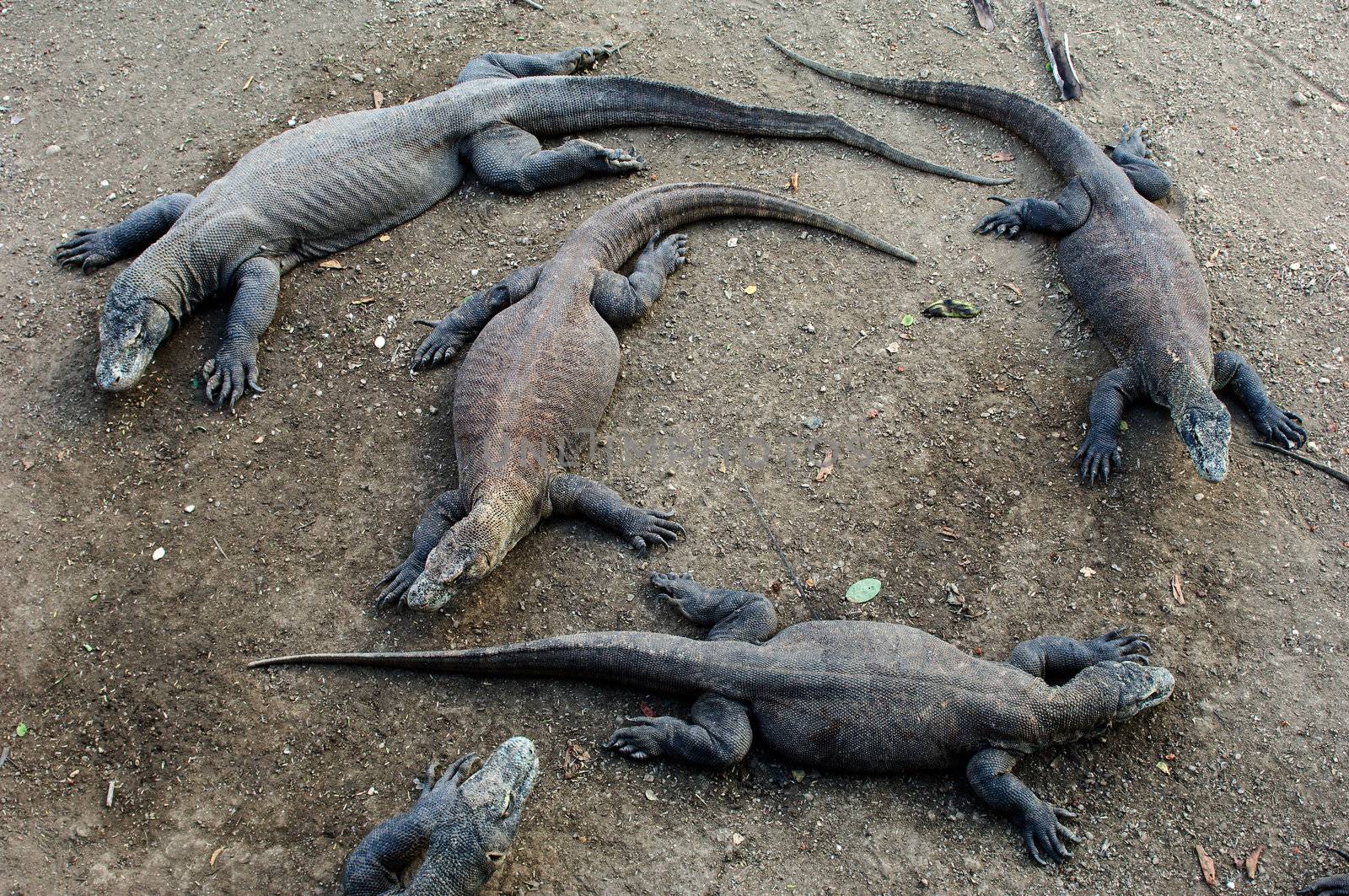 Komodo dragons have a rest. by SURZ
