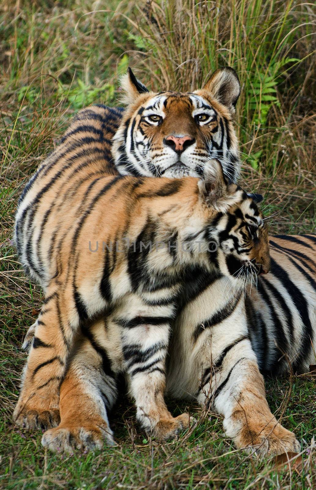 India. Bandhavgarh National Park. Tigress with a kitten on a grass.