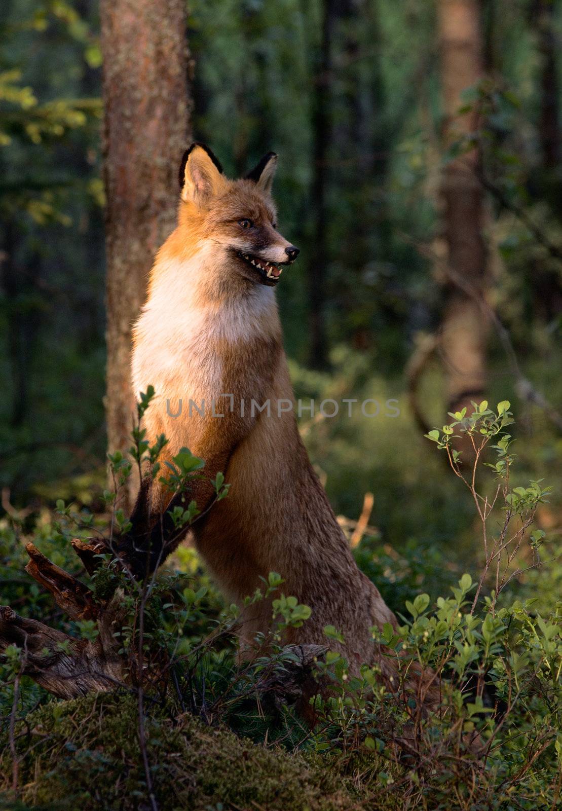 The disturbed fox with watchfulness has stopped and listens to rustles.