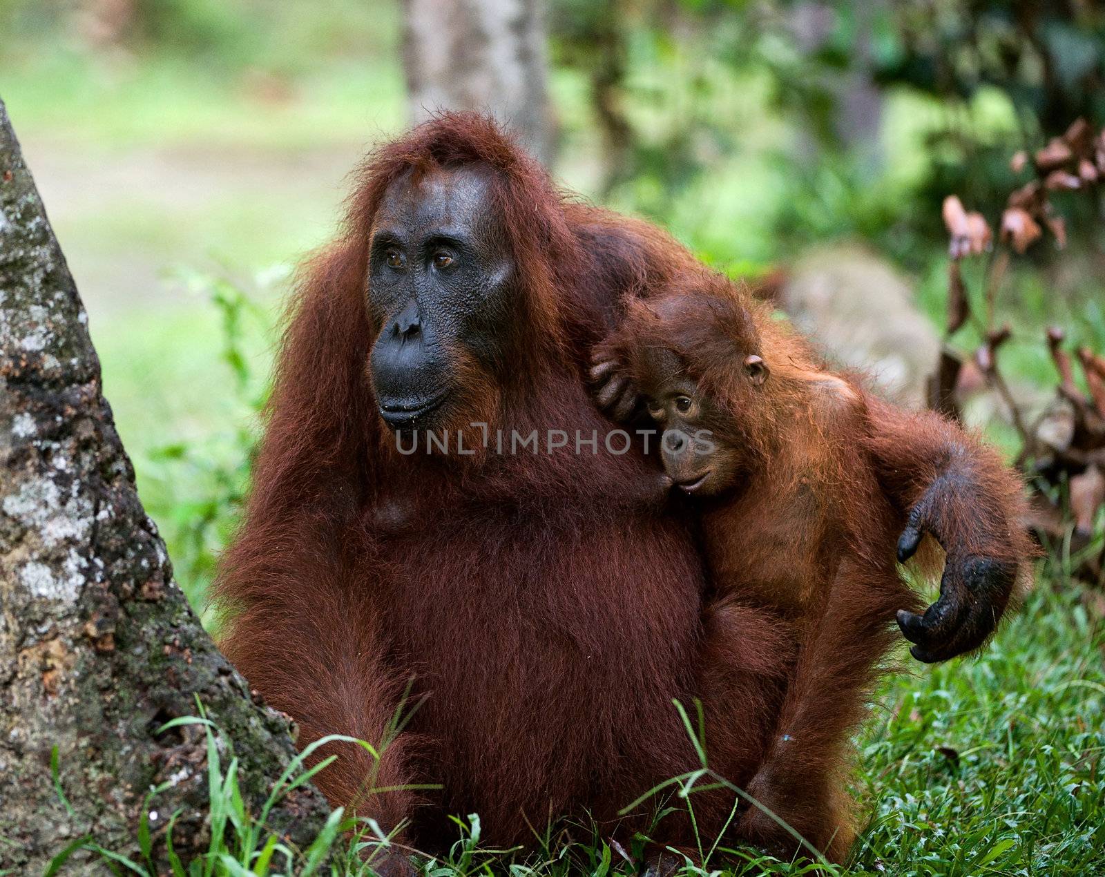 The orangutan Mum with a cub/ Indonesia.Borneo.Camp leakey.