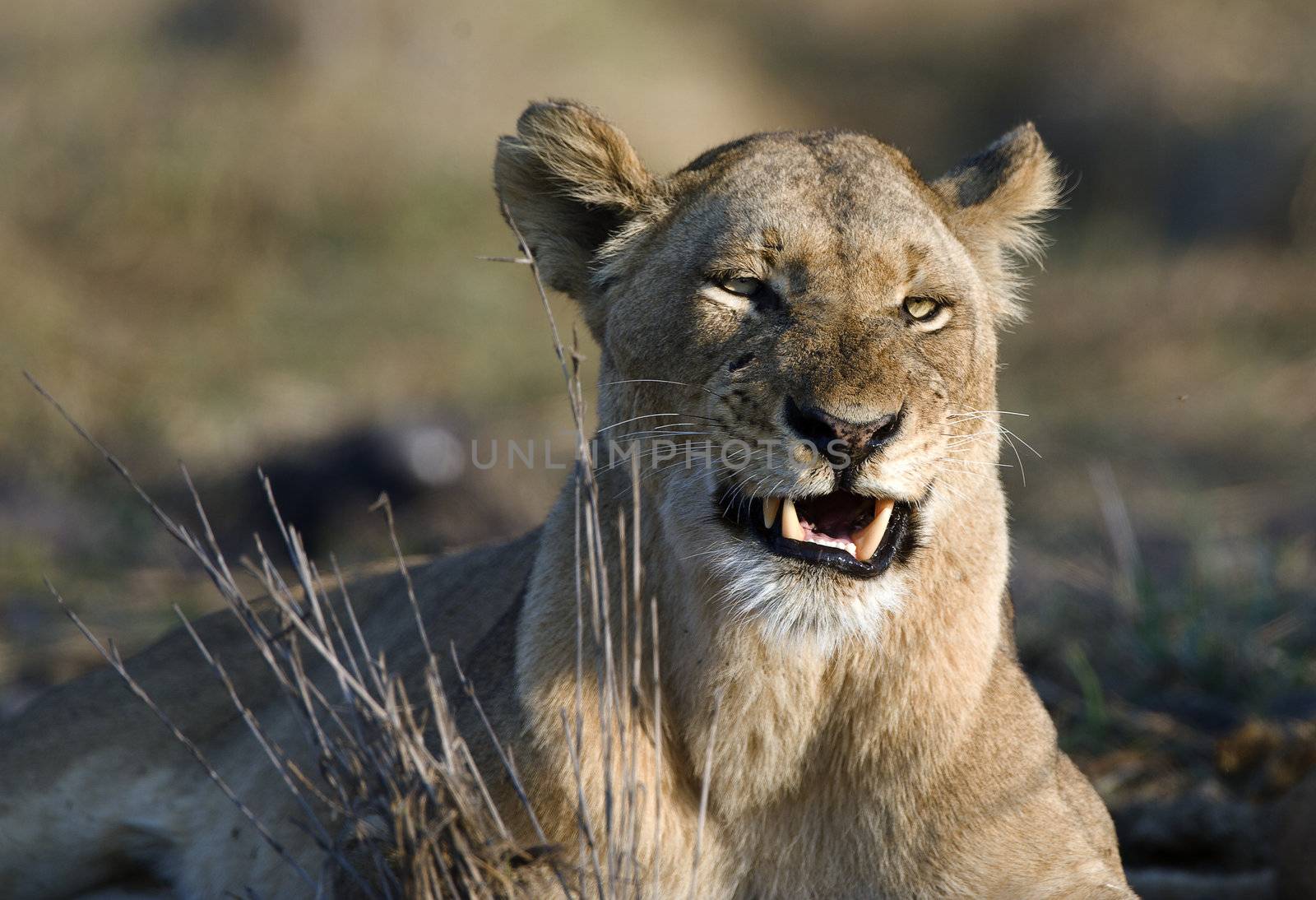 The lioness is angry. by SURZ