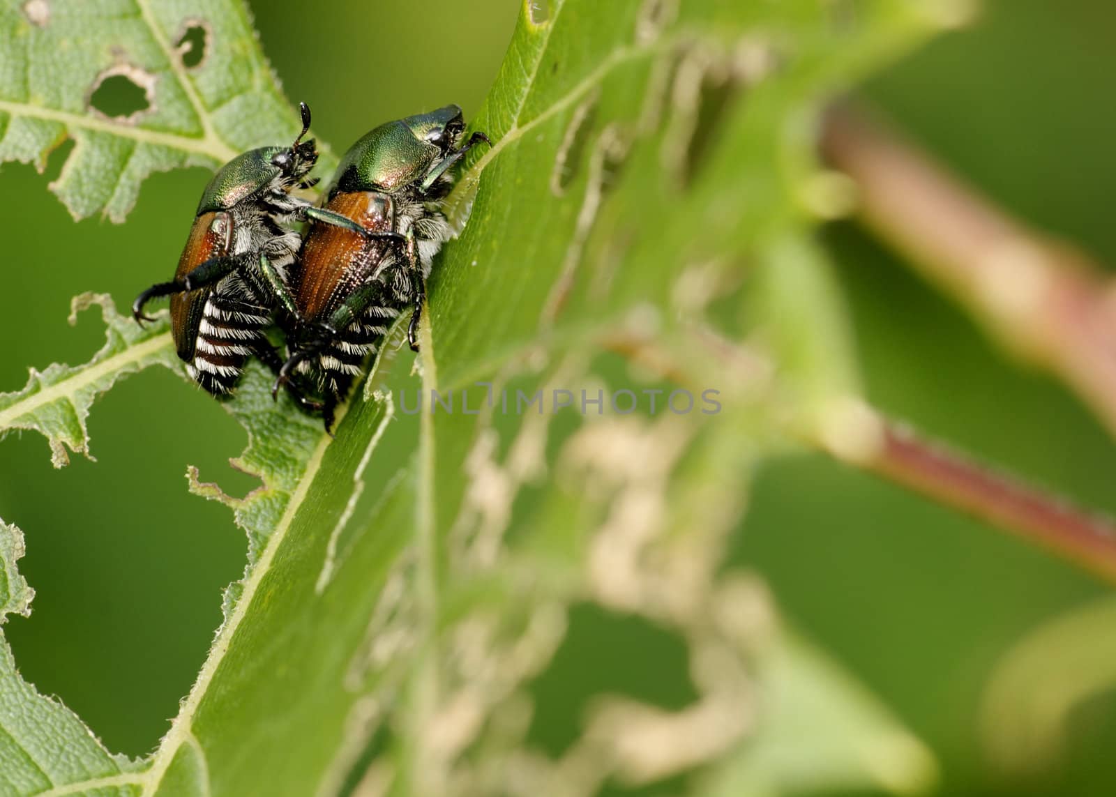 A pair of Japanese Beetle perched on a plant leaf mating. Superfamily Scarabaeoidea / Family Scarabaeidae / Subfamily Rutelinae / Tribe Anomalini / Subtribe Popilliin