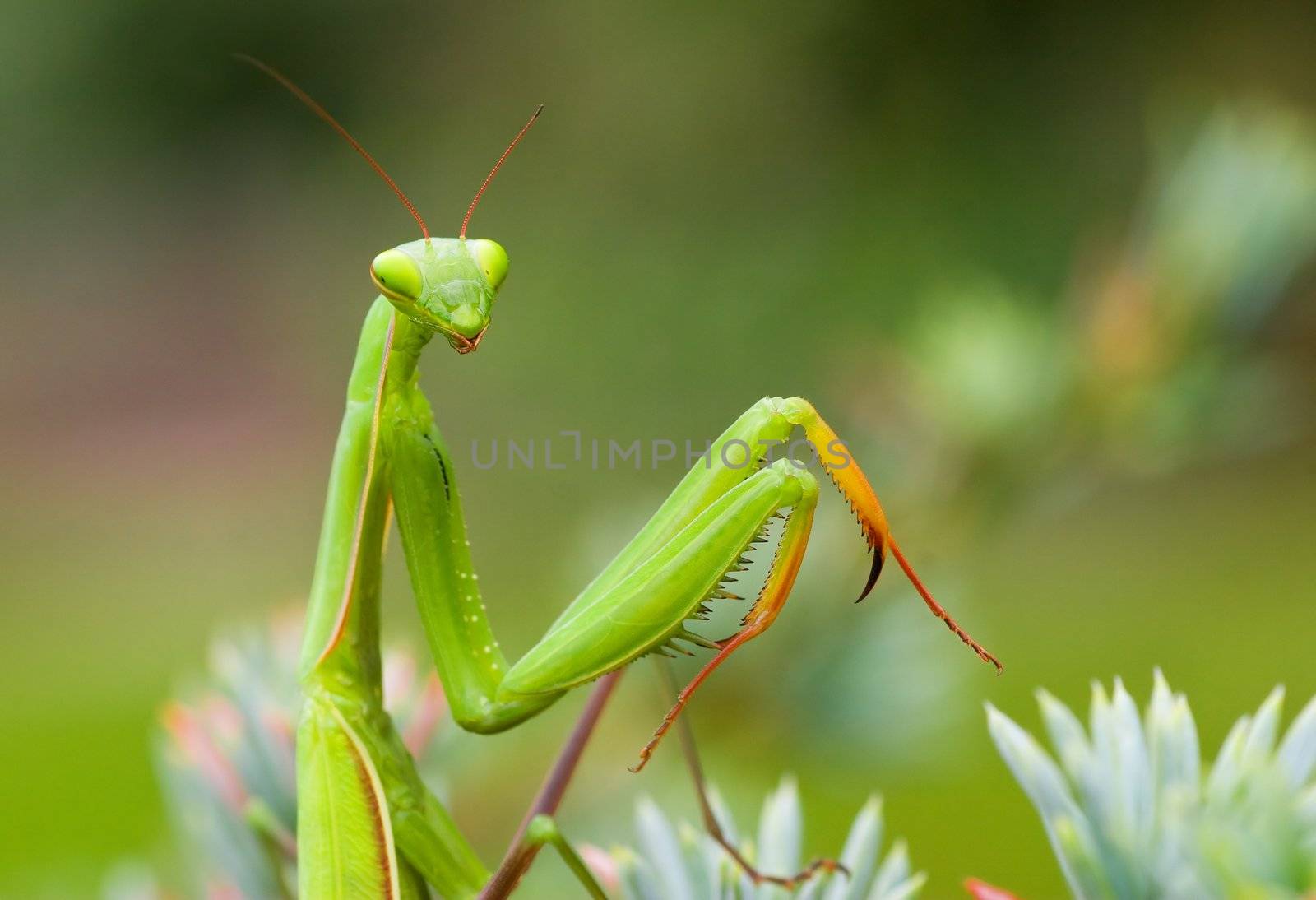 Praying mantis closeup portrait.
