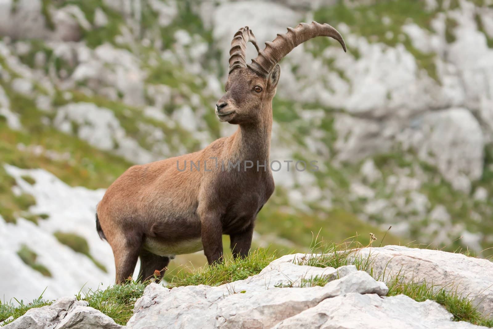 Alpine Ibex by camerziga