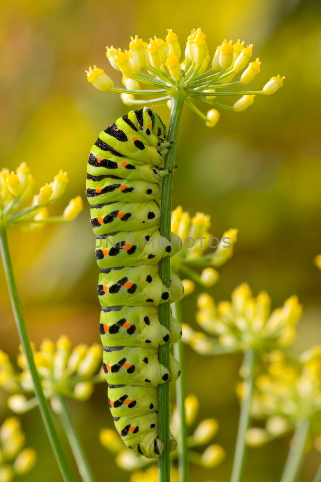Old World Swallowtail caterpillar by camerziga