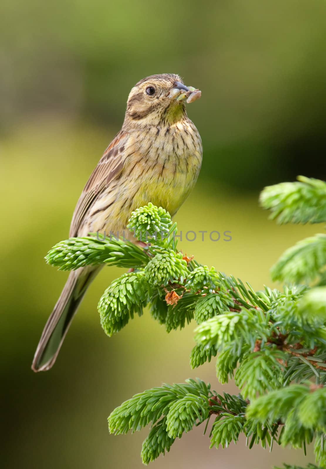 Female Cirl Bunting on spruce branch.