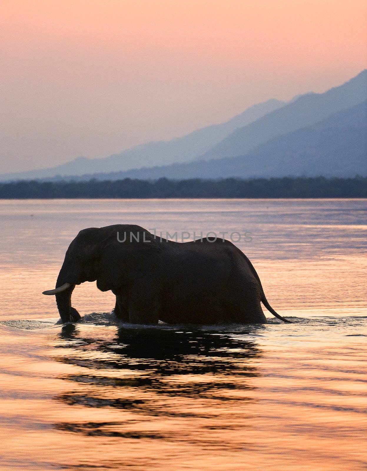 Sundown. Elephant on the river Zambezi.