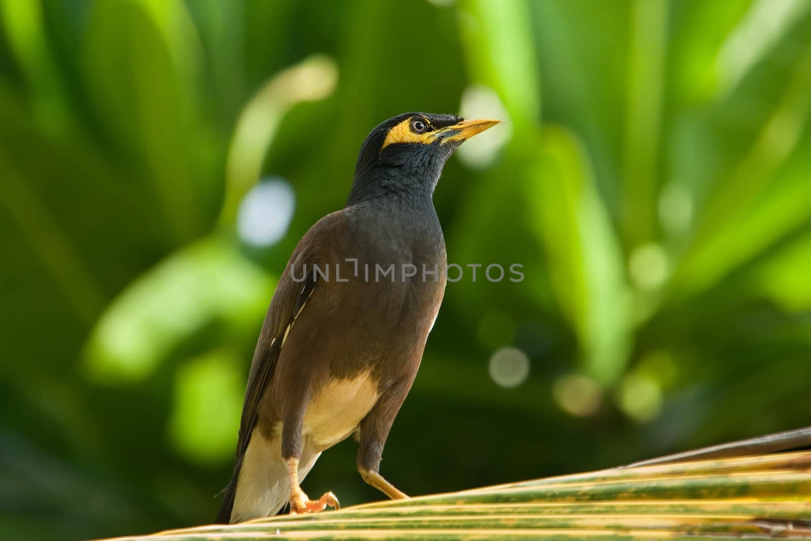 Common Myna (Acridotheres tristis) sitting on palm leaf, Srilanka.