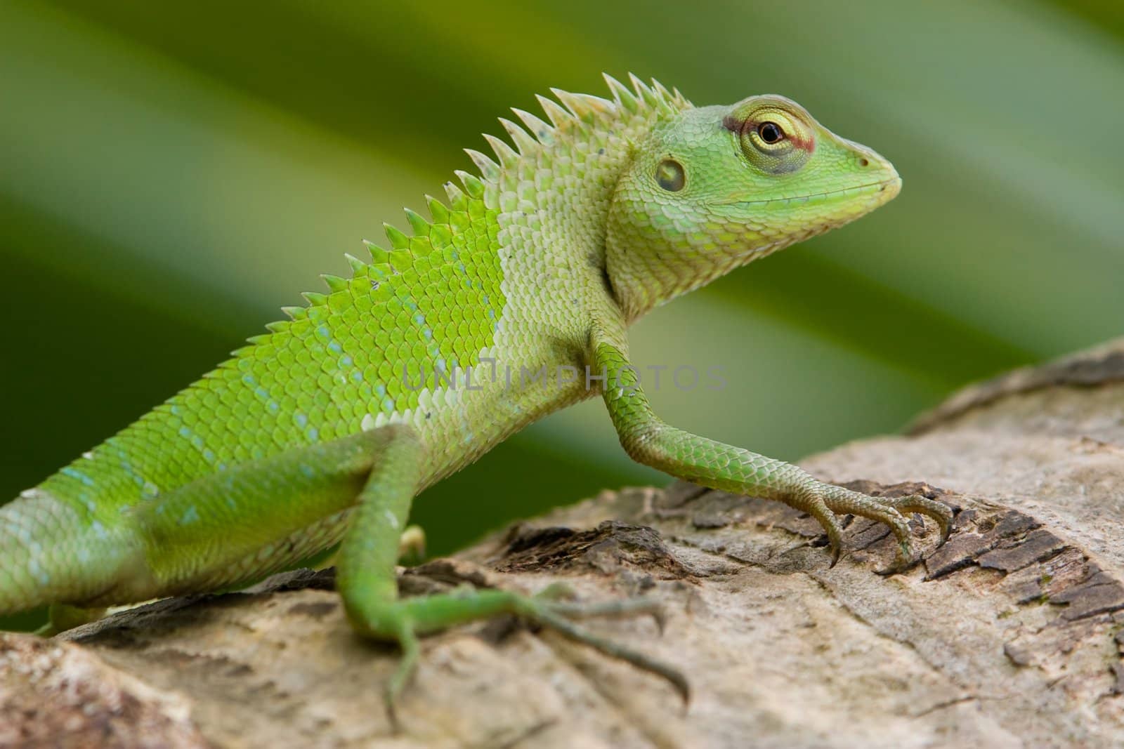 Green garden lizard (Calotes calotes), female, Srilanka.