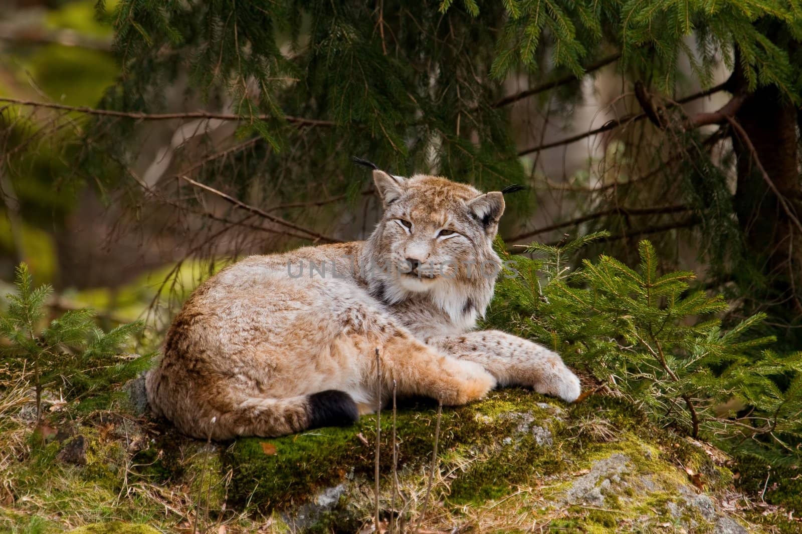 European Lynx resting on the rock.