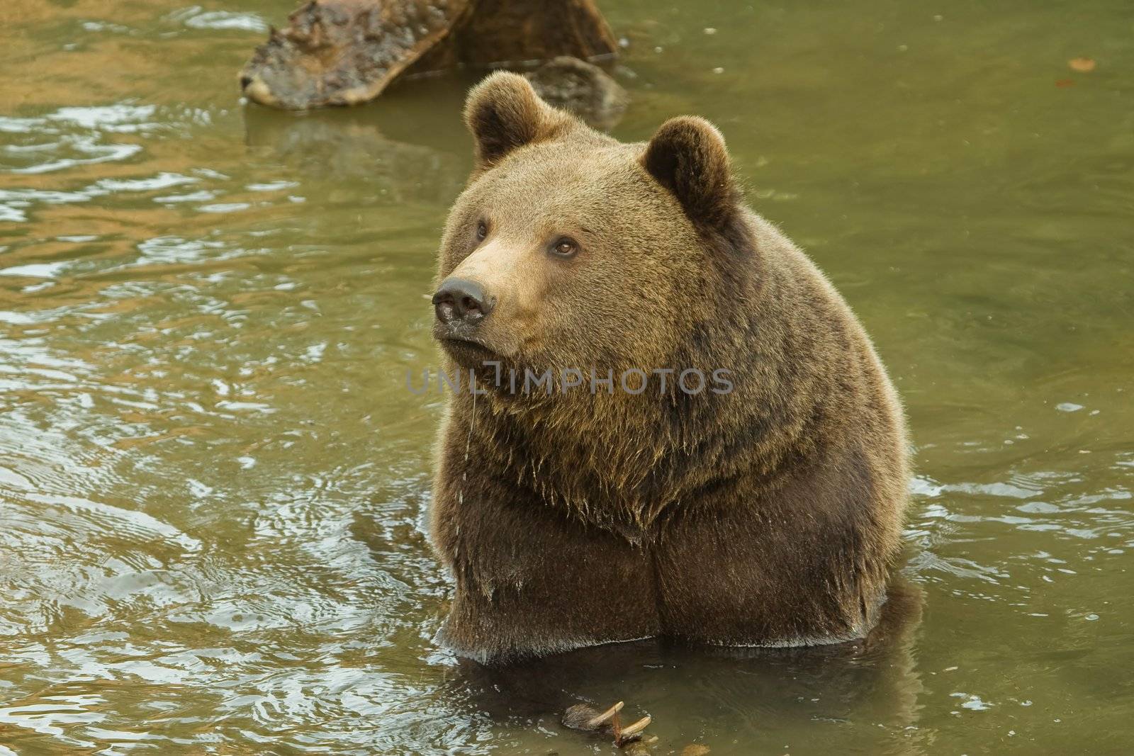 Brown Bear (Ursus arctos) taking bath in river.