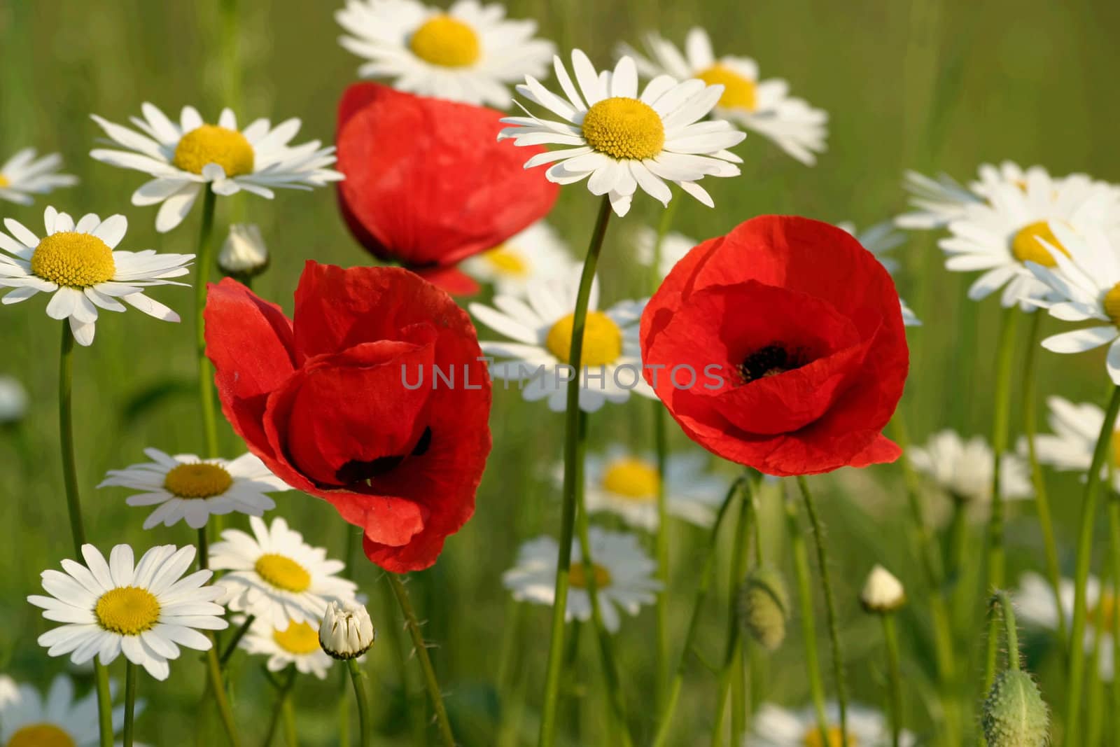 Poppy and daisies on summer meadow