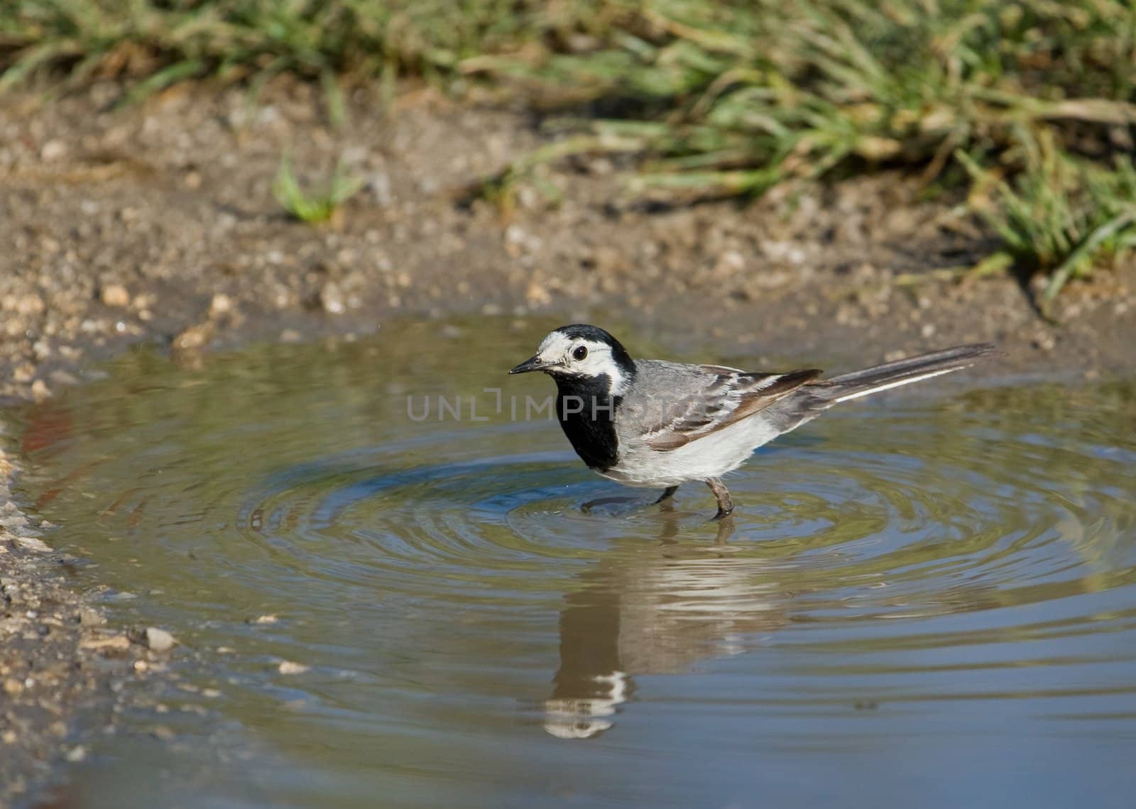 White Wagtail (Motacilla alba) by camerziga