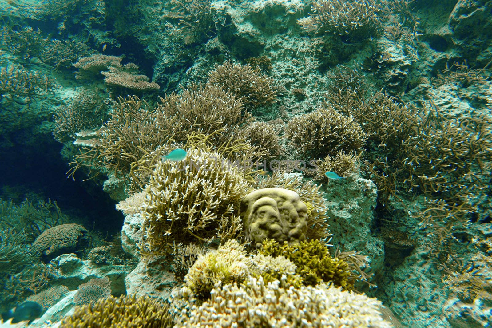 coral