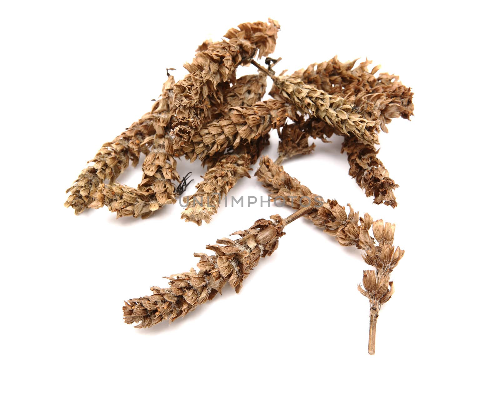 chinese herb, prunella vulgaris
