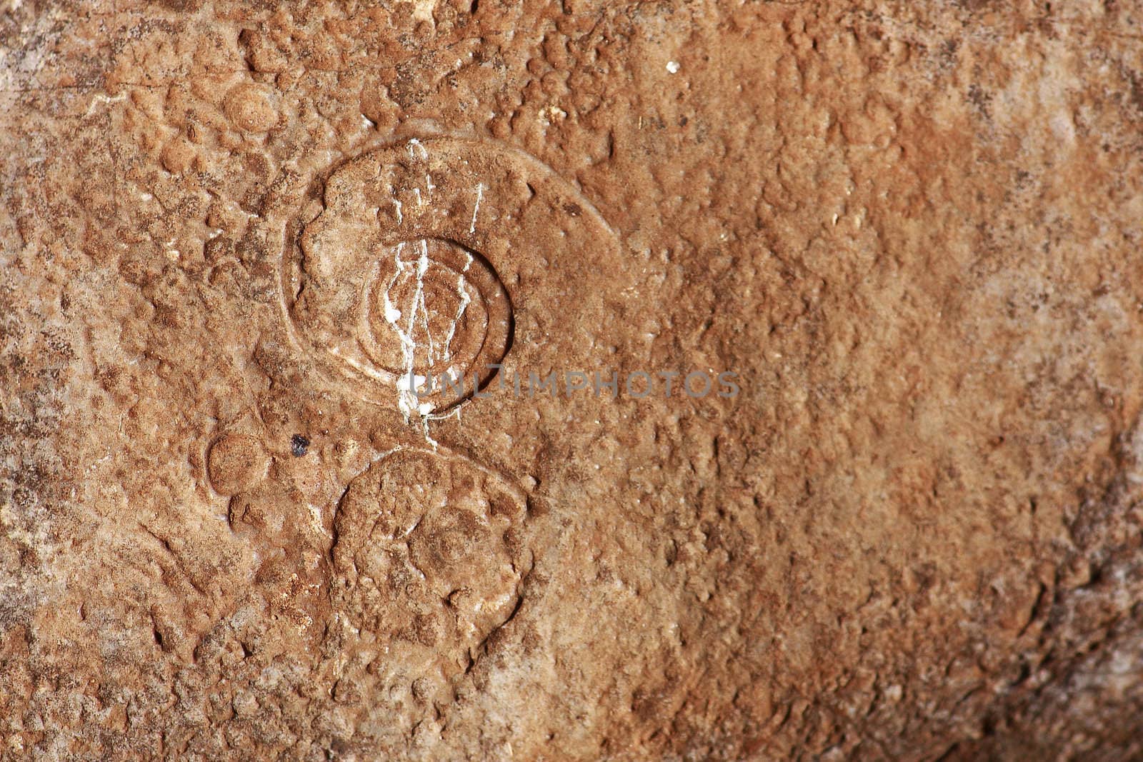 Shell Fossilized Ammonite on skin of rock