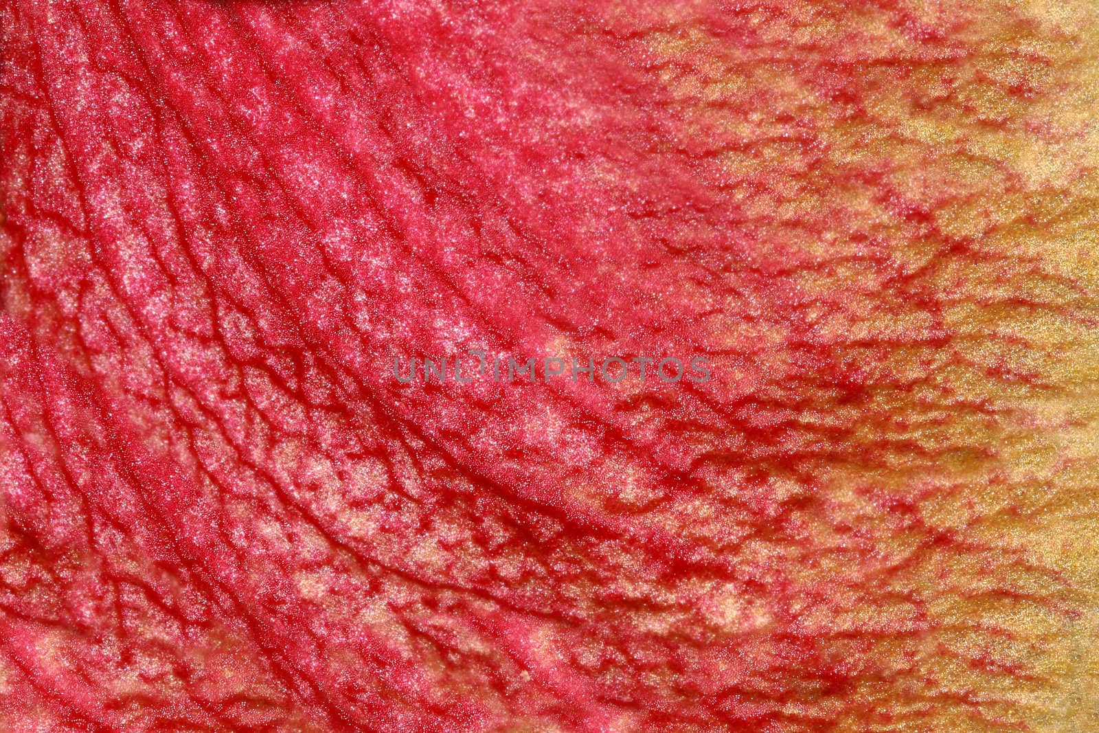 Texture of red petal orchid