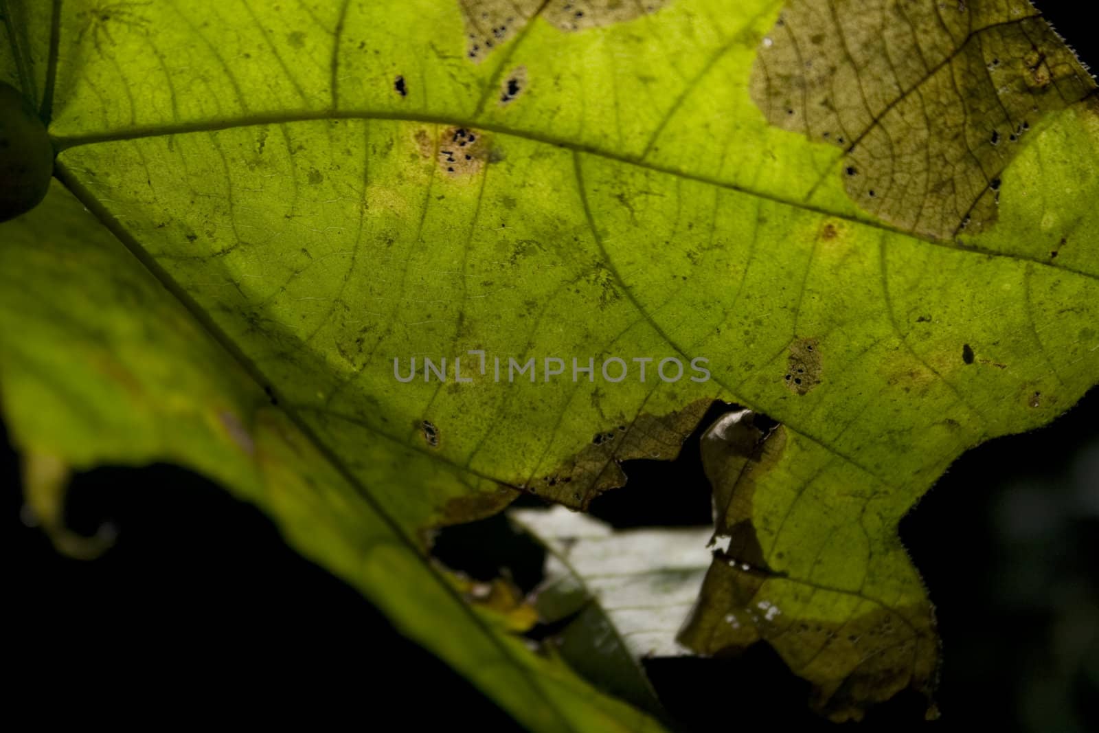 Close-up of leaf, can use as background for design.
