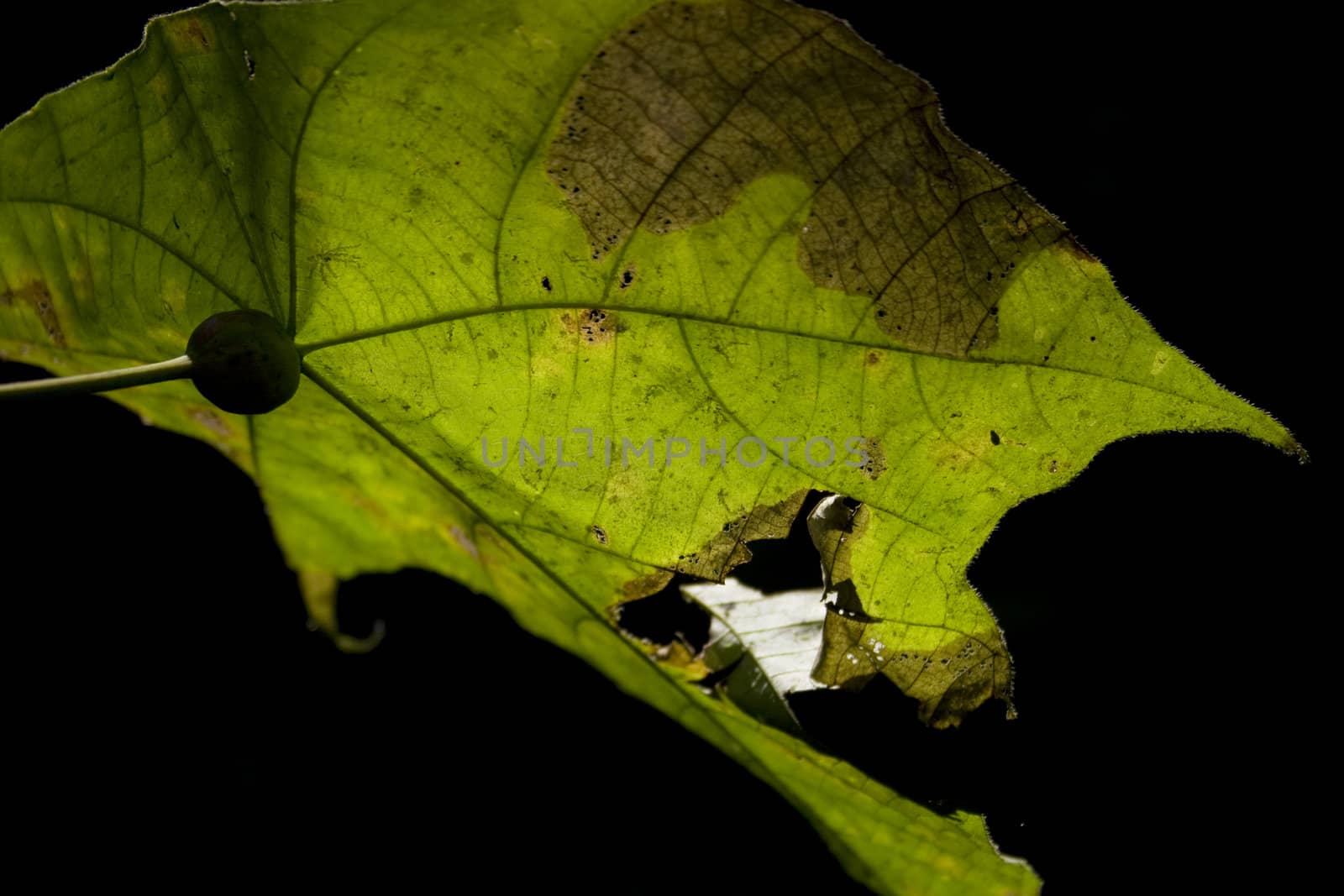 Close-up of leaf, can use as background for design.