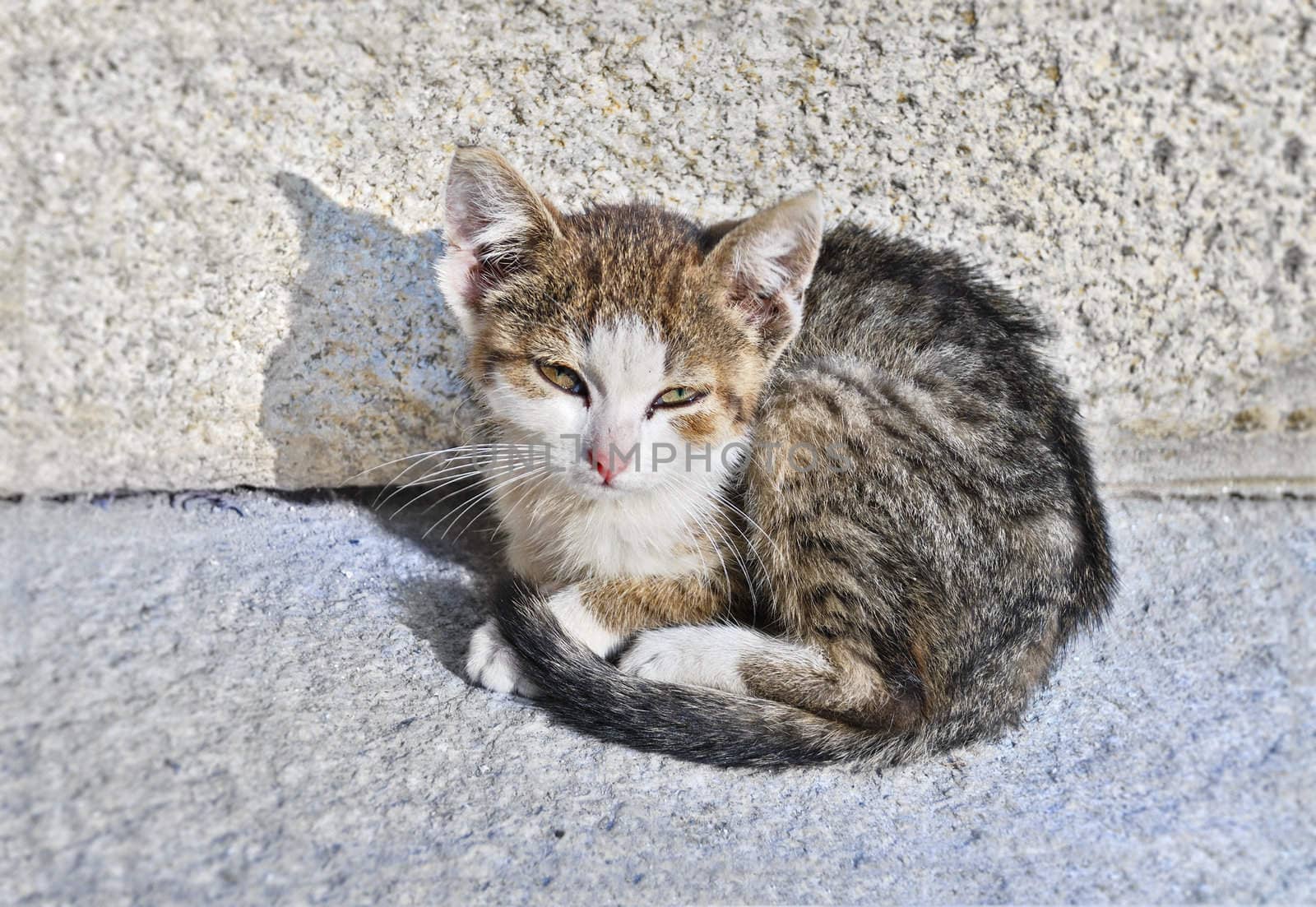 Small, sad, abandoned kitten sitting on the street.