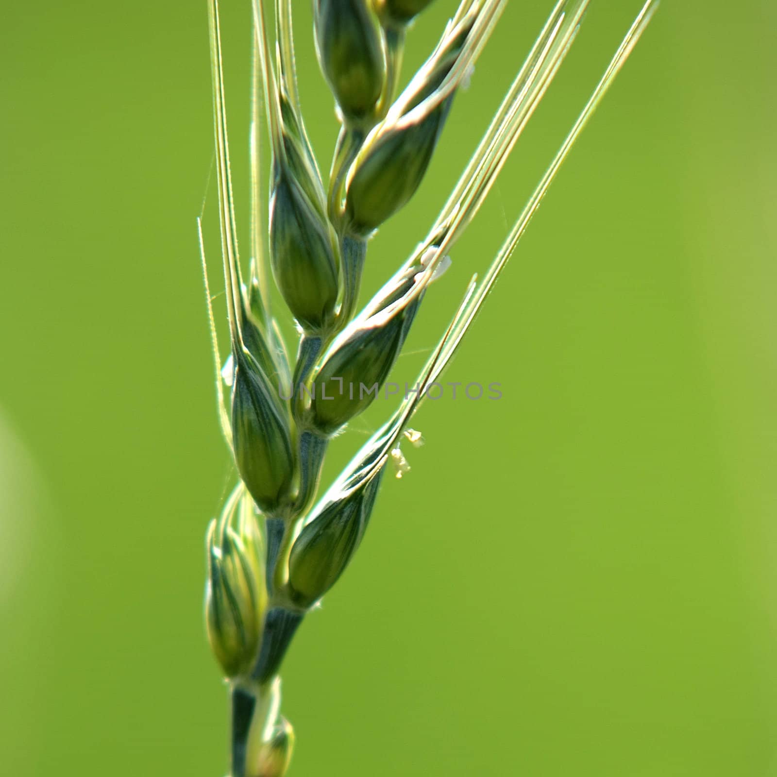 green wheat background