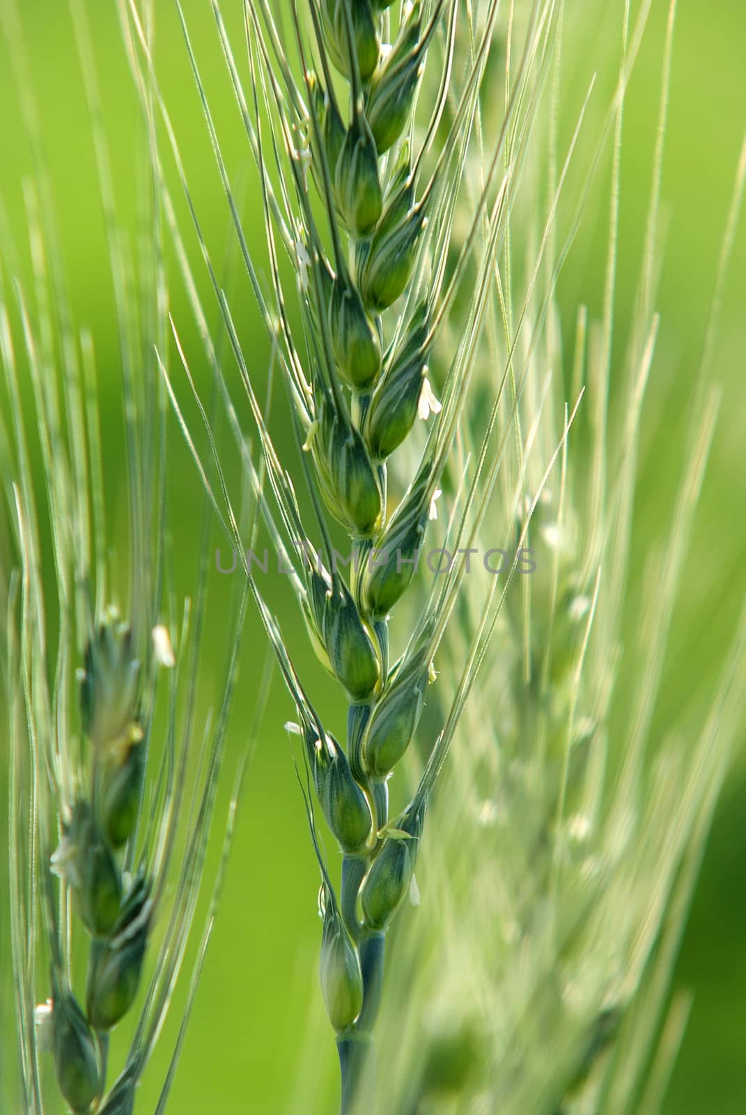 green wheat by Maya