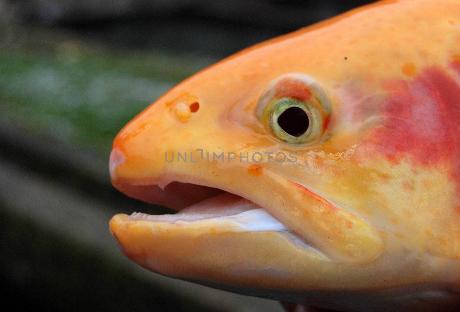golden salmon