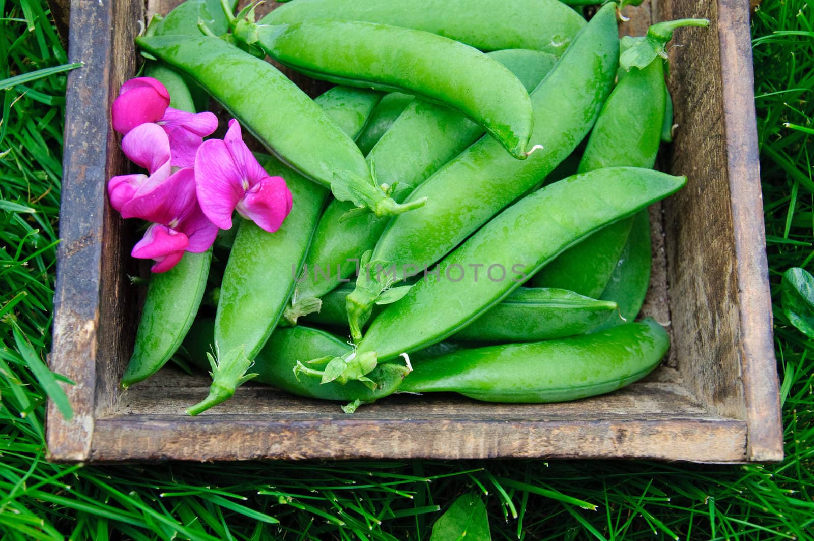 Peas pod and flower on a wooden tray placed on grass