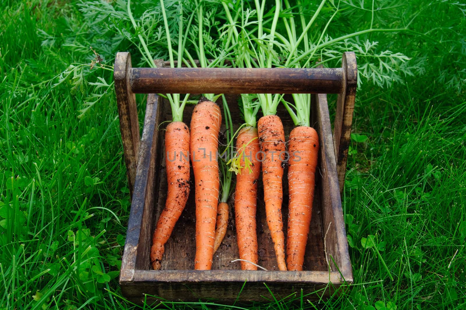 Fresh carrots in a wooden tray placed on grass
