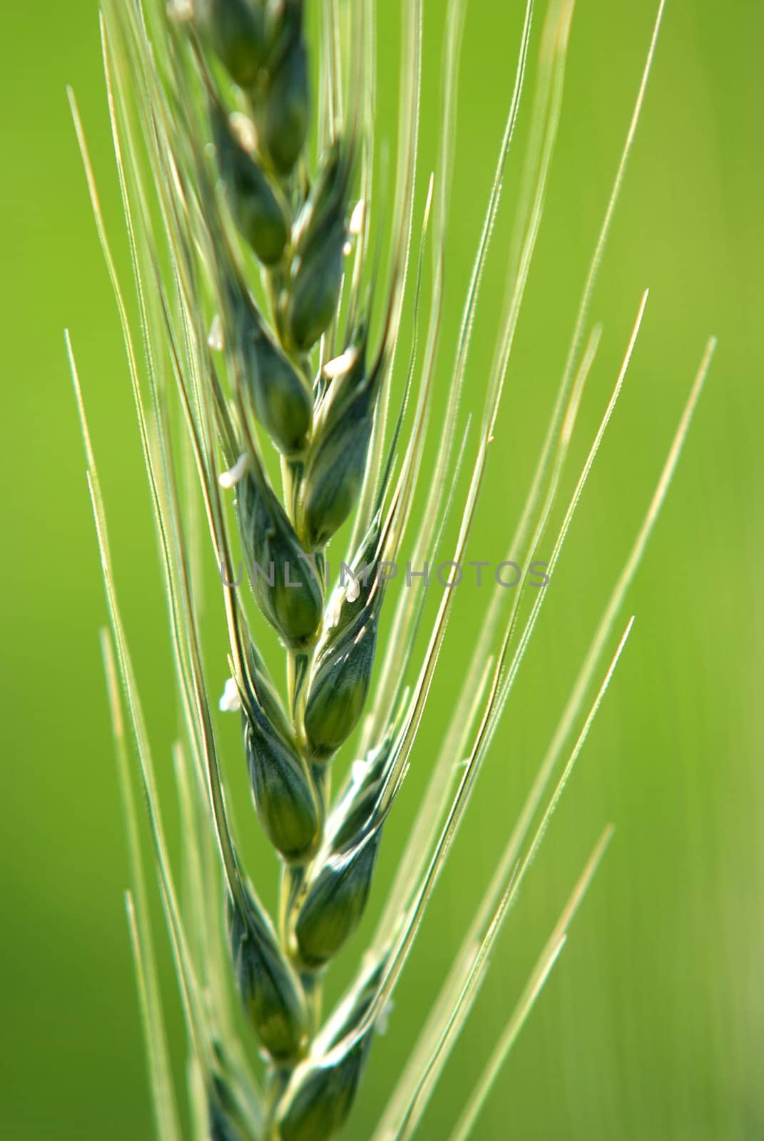 green wheat detail
