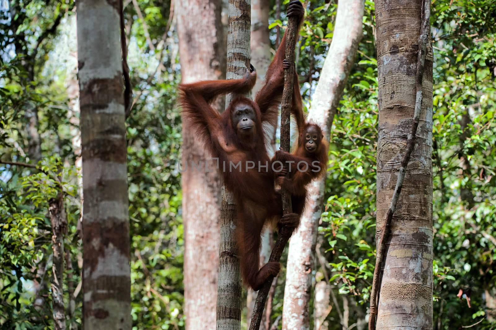 Female with the kid of the orangutan on a tree. Indonesia.Borneo.