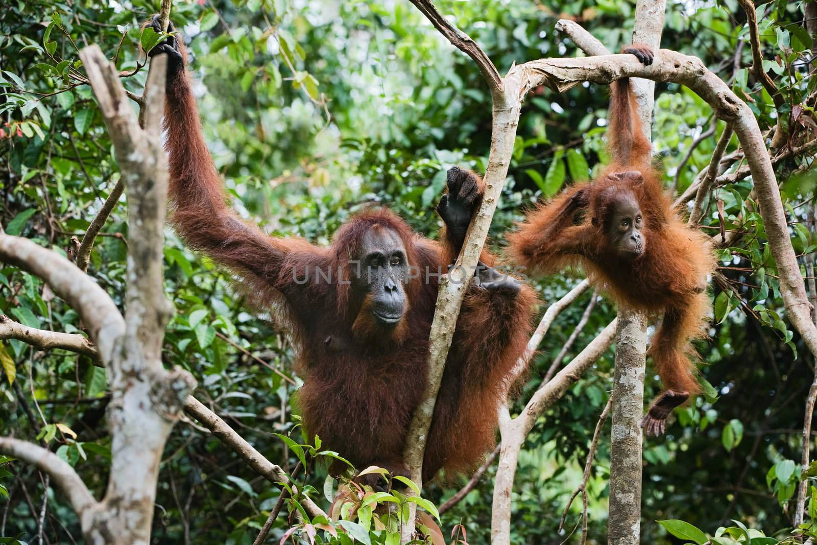 Female the orangutan with the kid in branches of trees by SURZ