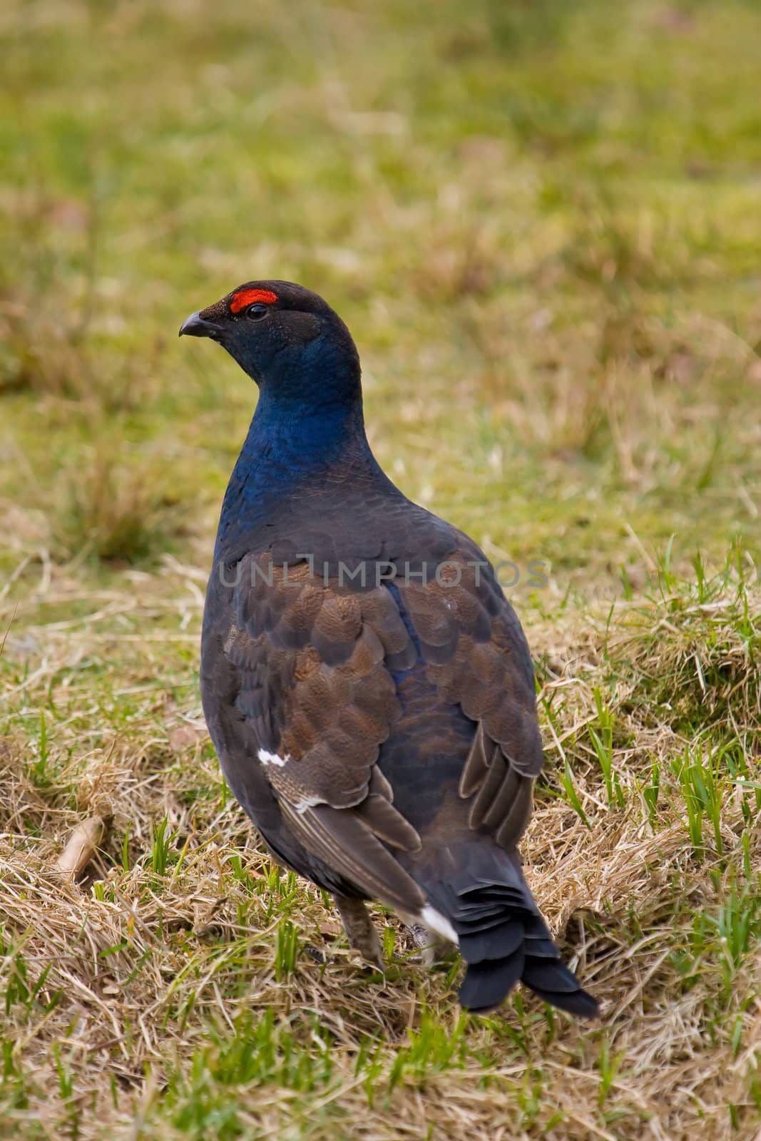 Black Grouse - Lyrurus tetrix by camerziga