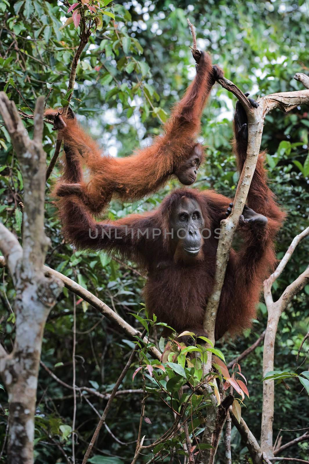 Female the orangutan with a cub in branches of trees./ Inonesia. Borneo.