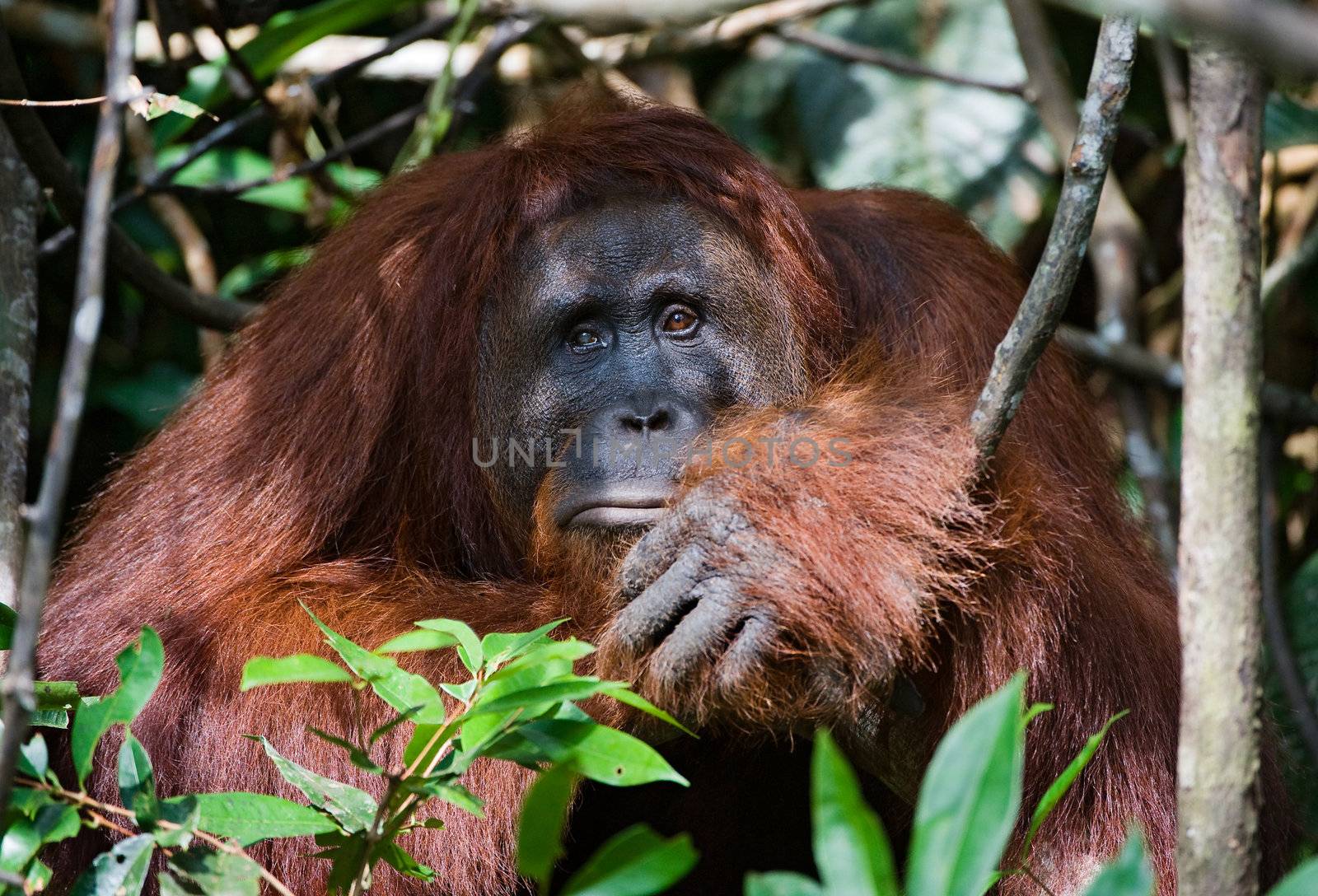 -I today very sad! / Indonesia.Borneo. Rain-forest. Camp Leakey  Pongo pygmaeus wurmbii - southwest populations.