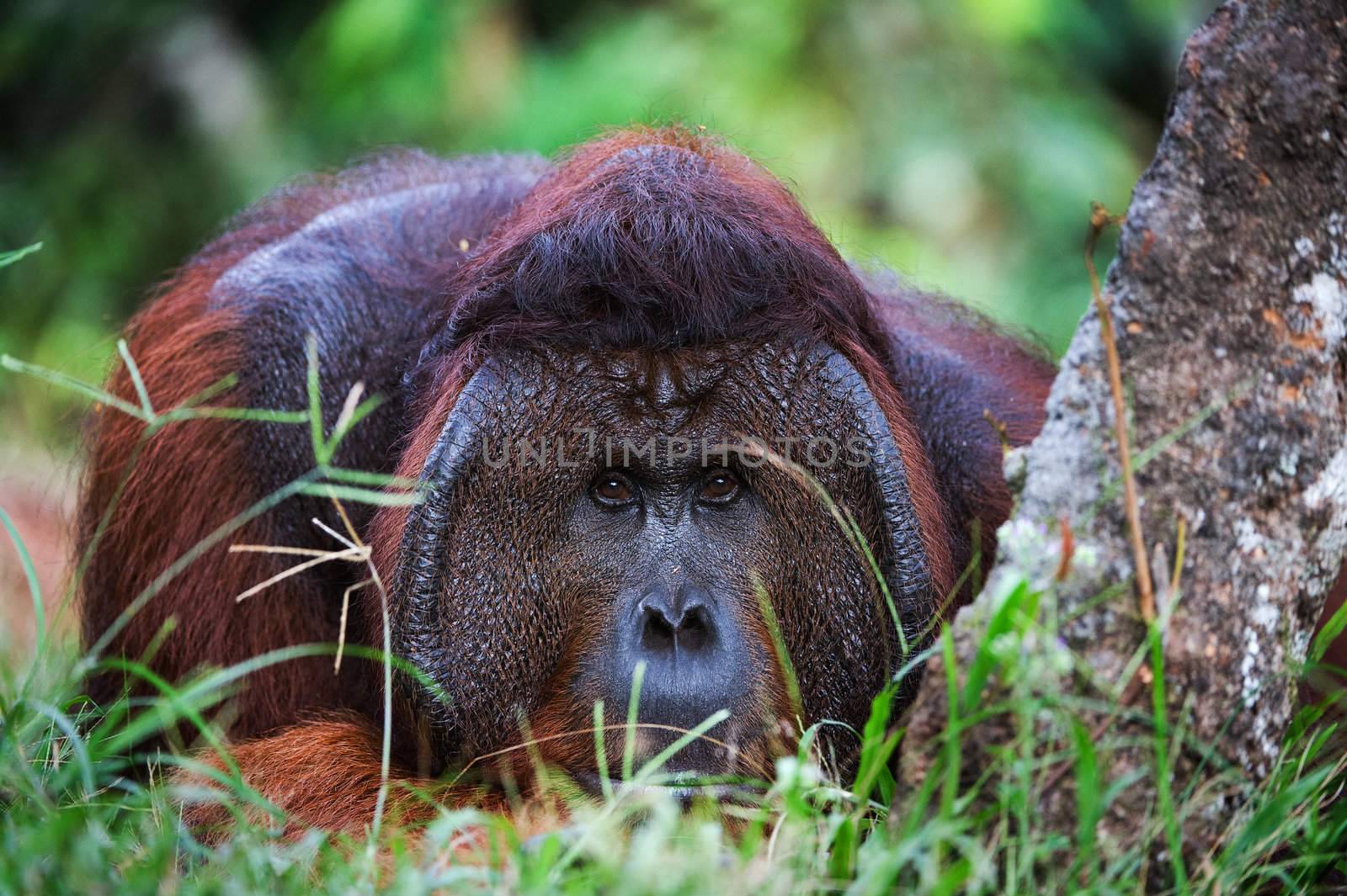 The male of the orangutan has a rest under a tree and observes of tourists.
