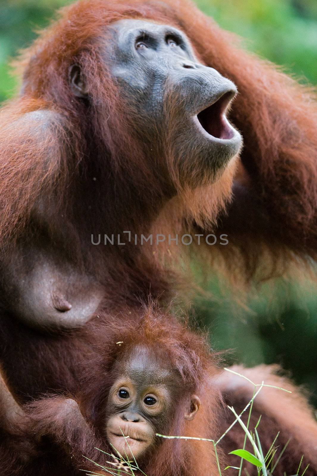The female with the kid of the orangutan has begged. Borneo.Indonesia.