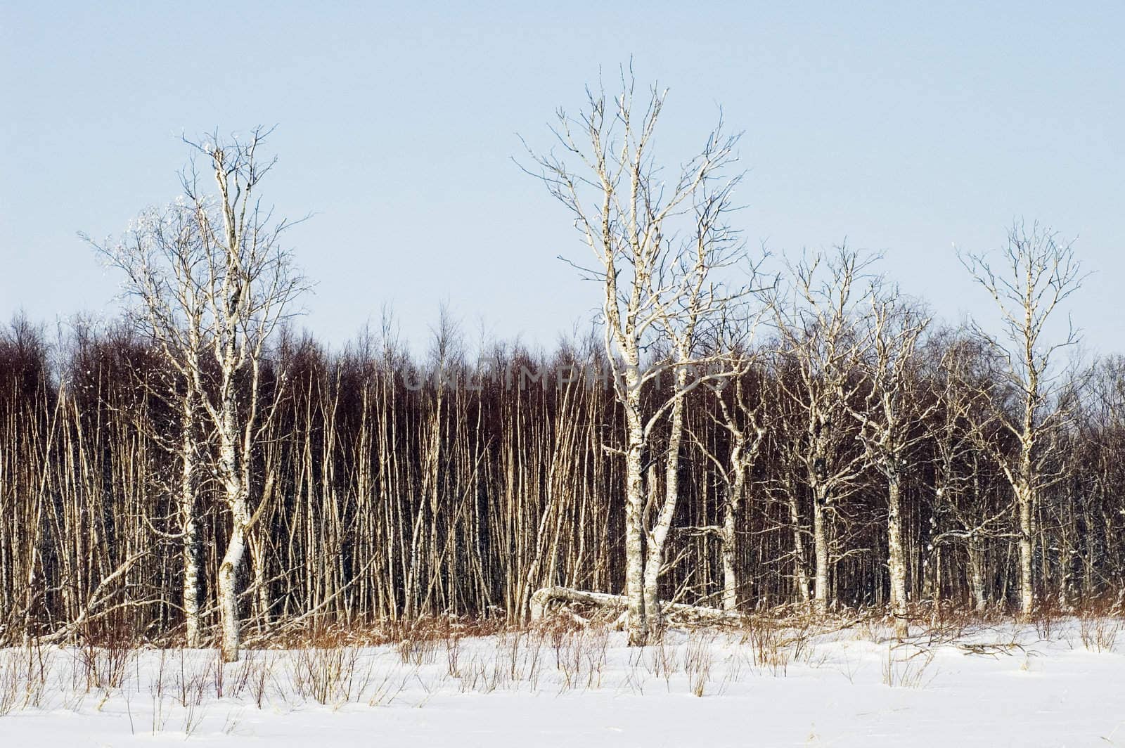 Birchwood in the winter. Russia.Islands in Ladoga Lake.